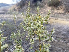 Baccharis pilularis