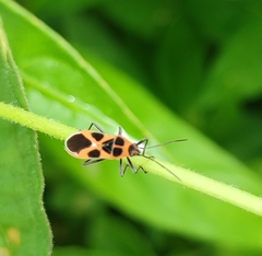 Tropidothorax sinensis