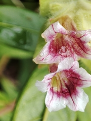 Ruellia tuberosa