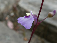 Utricularia grampiana