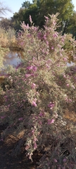 Tamarix aucheriana