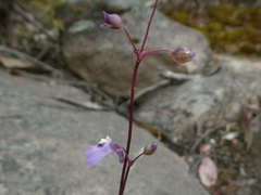 Utricularia grampiana