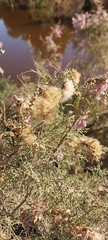 Tamarix aucheriana