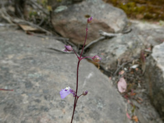 Utricularia grampiana