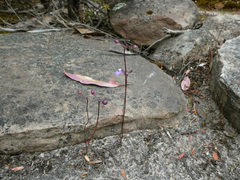 Utricularia grampiana