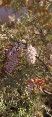 Tamarix aucheriana