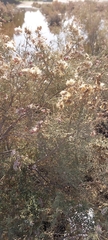Tamarix aucheriana