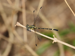 Austrogomphus prasinus