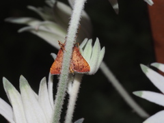 Endotricha pyrosalis