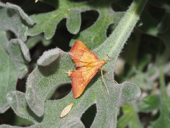 Endotricha pyrosalis