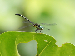 Austrogomphus prasinus