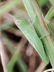 Oxyini
