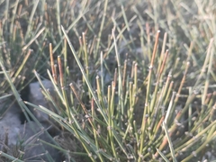Ephedra distachya