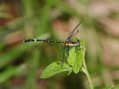 Austrogomphus prasinus