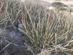 Ephedra distachya