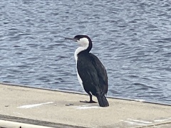 Phalacrocorax fuscescens