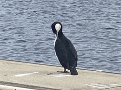 Phalacrocorax fuscescens