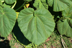 Ibicella lutea