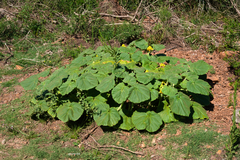 Ibicella lutea