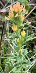Castilleja latifolia