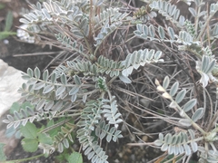 Astragalus tragacantha