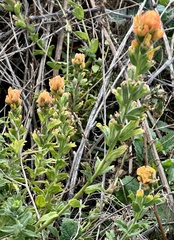 Castilleja latifolia