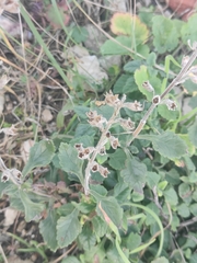 Teucrium flavum