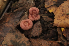 Lactarius spinosulus