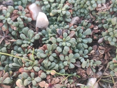 Limonium pseudominutum