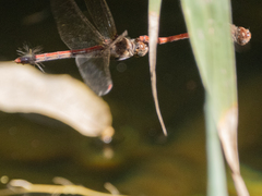 Sympetrum nigrifemur