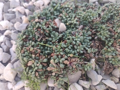 Limonium pseudominutum