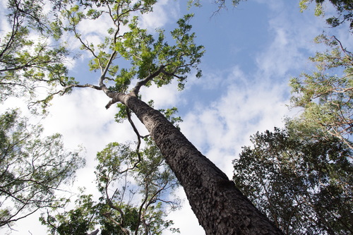 Image of Eucalyptus tetrodonta by (c) coenobita, some rights reserved (CC BY)