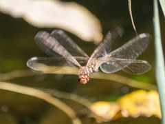 Sympetrum nigrifemur