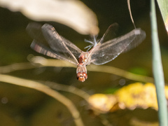 Sympetrum nigrifemur