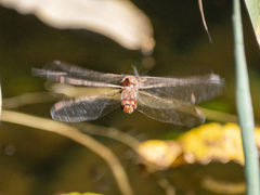Sympetrum nigrifemur