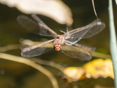 Sympetrum nigrifemur