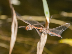 Sympetrum nigrifemur