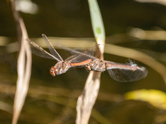 Sympetrum nigrifemur