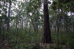 Eucalyptus tetrodonta