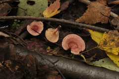 Lactarius spinosulus