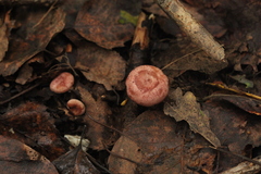 Lactarius spinosulus