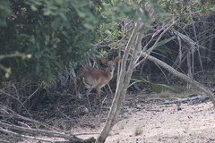 Nesotragus moschatus