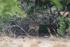 Nesotragus moschatus