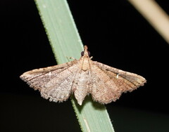 Metasia capnochroa