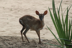 Nesotragus moschatus