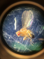 Drosophila melanogaster