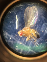 Drosophila melanogaster