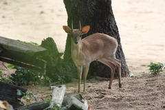 Nesotragus moschatus