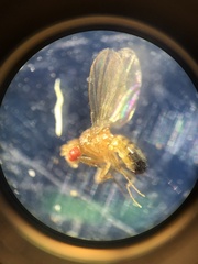Drosophila melanogaster