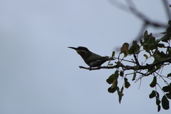 Merops superciliosus